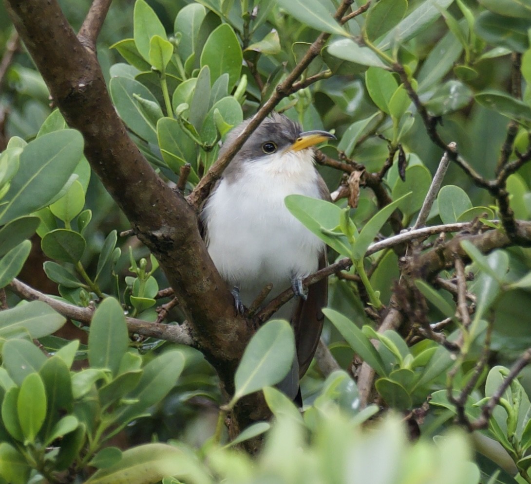 Yellow-billed Cuckoo - ML617806531