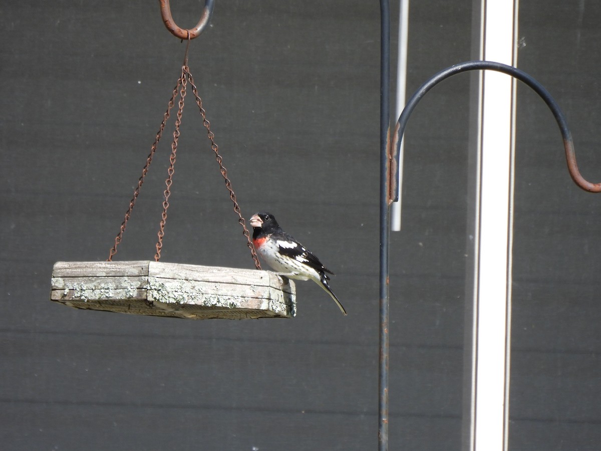 Rose-breasted Grosbeak - Marybeth Lima