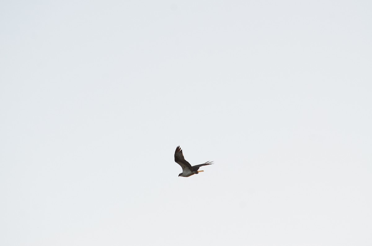 Osprey - ML617806542