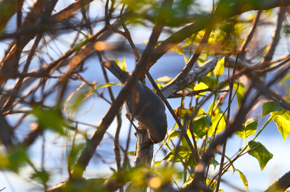 Tufted Titmouse - ML617806549