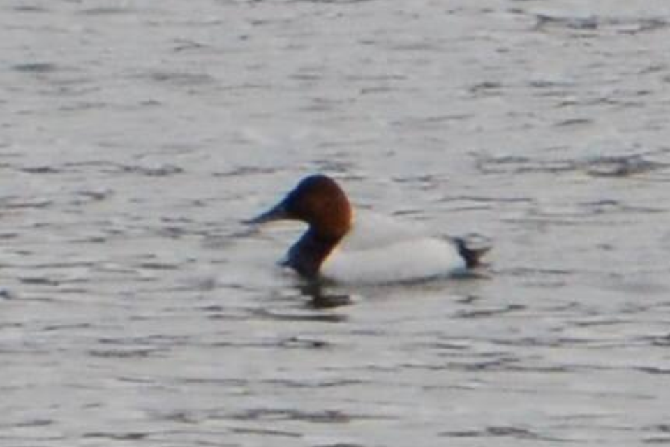 Canvasback - ML617806550