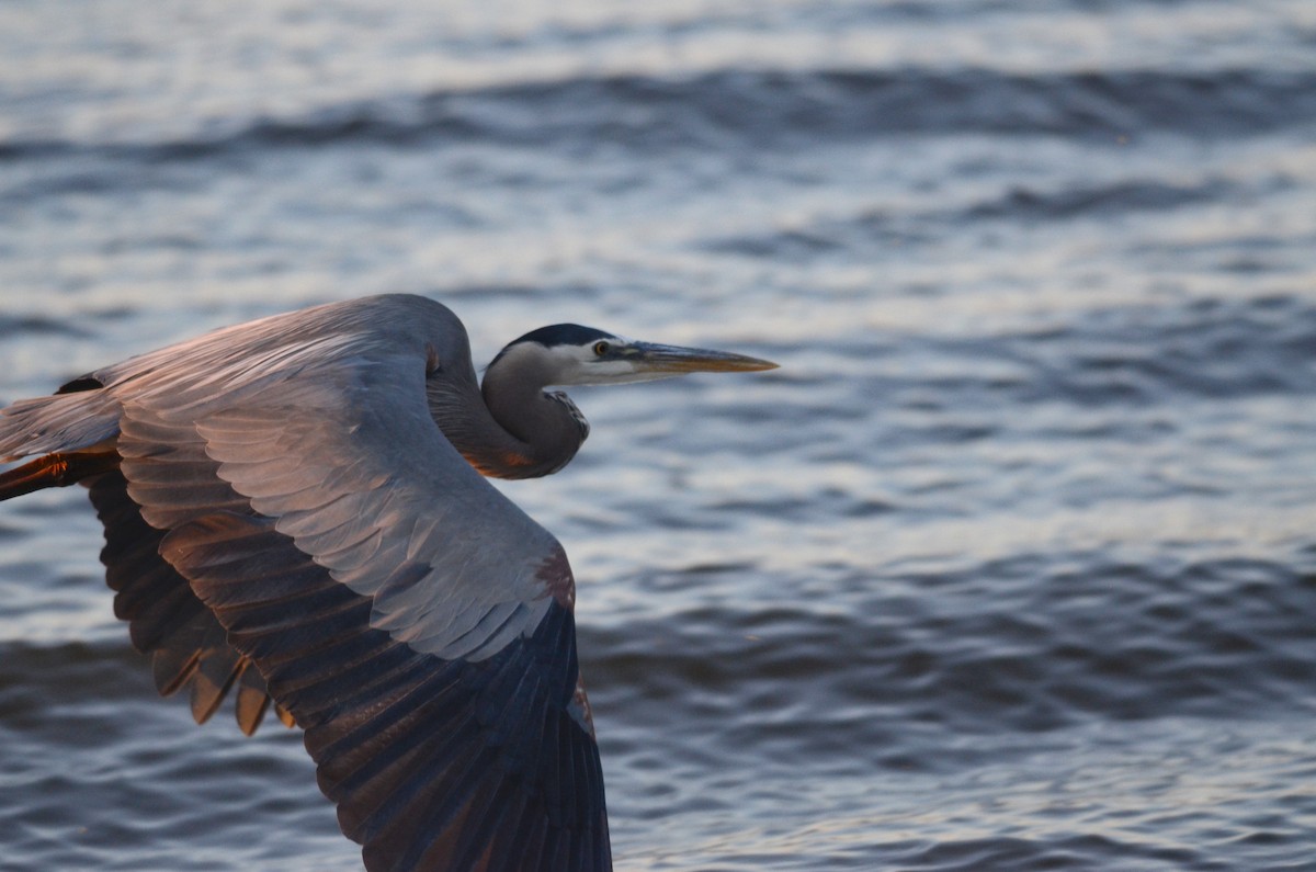 Great Blue Heron - ML617806555
