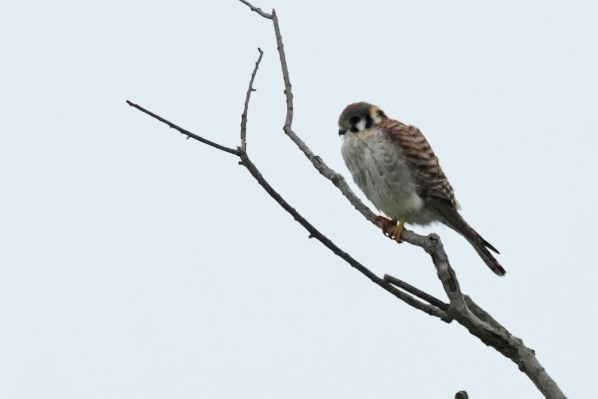 American Kestrel - ML617806560