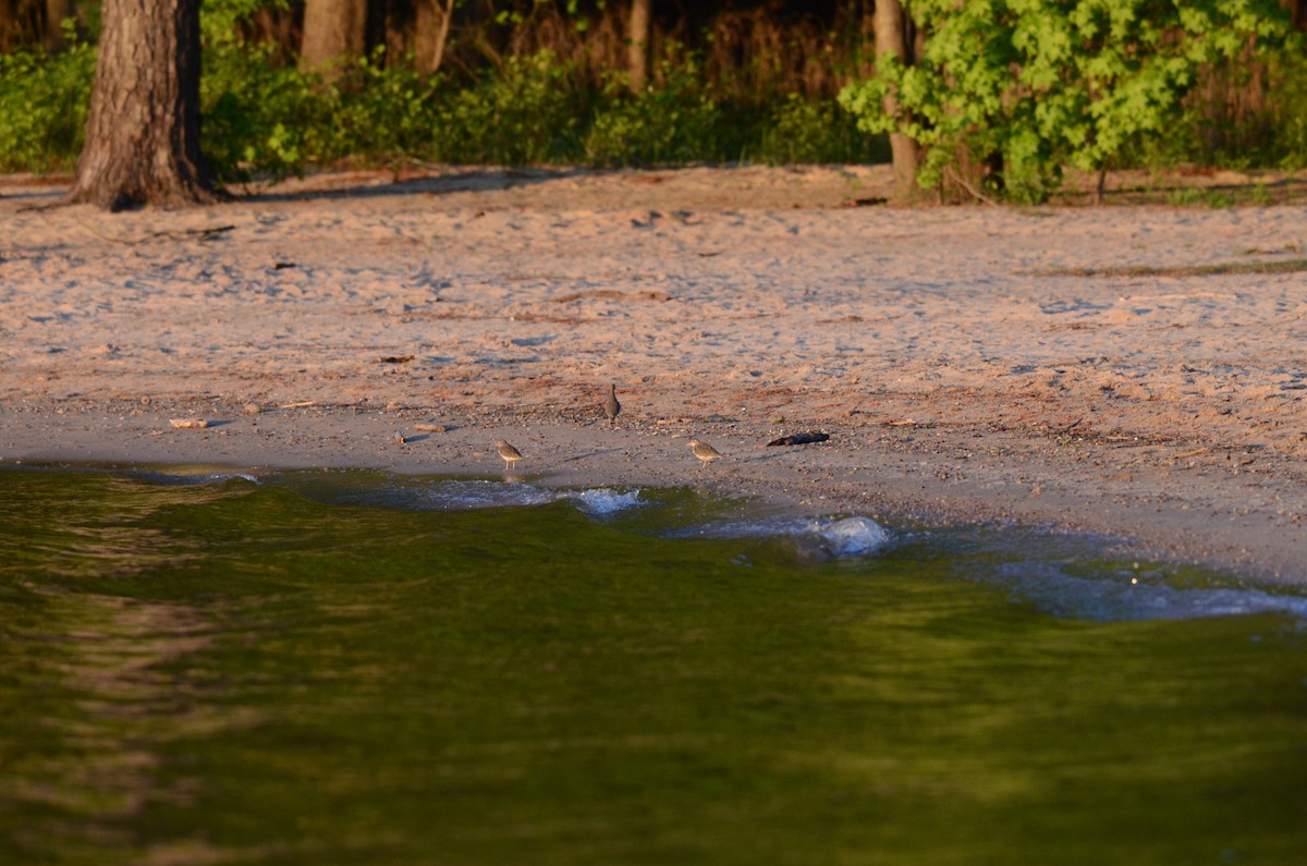Spotted Sandpiper - ML617806576