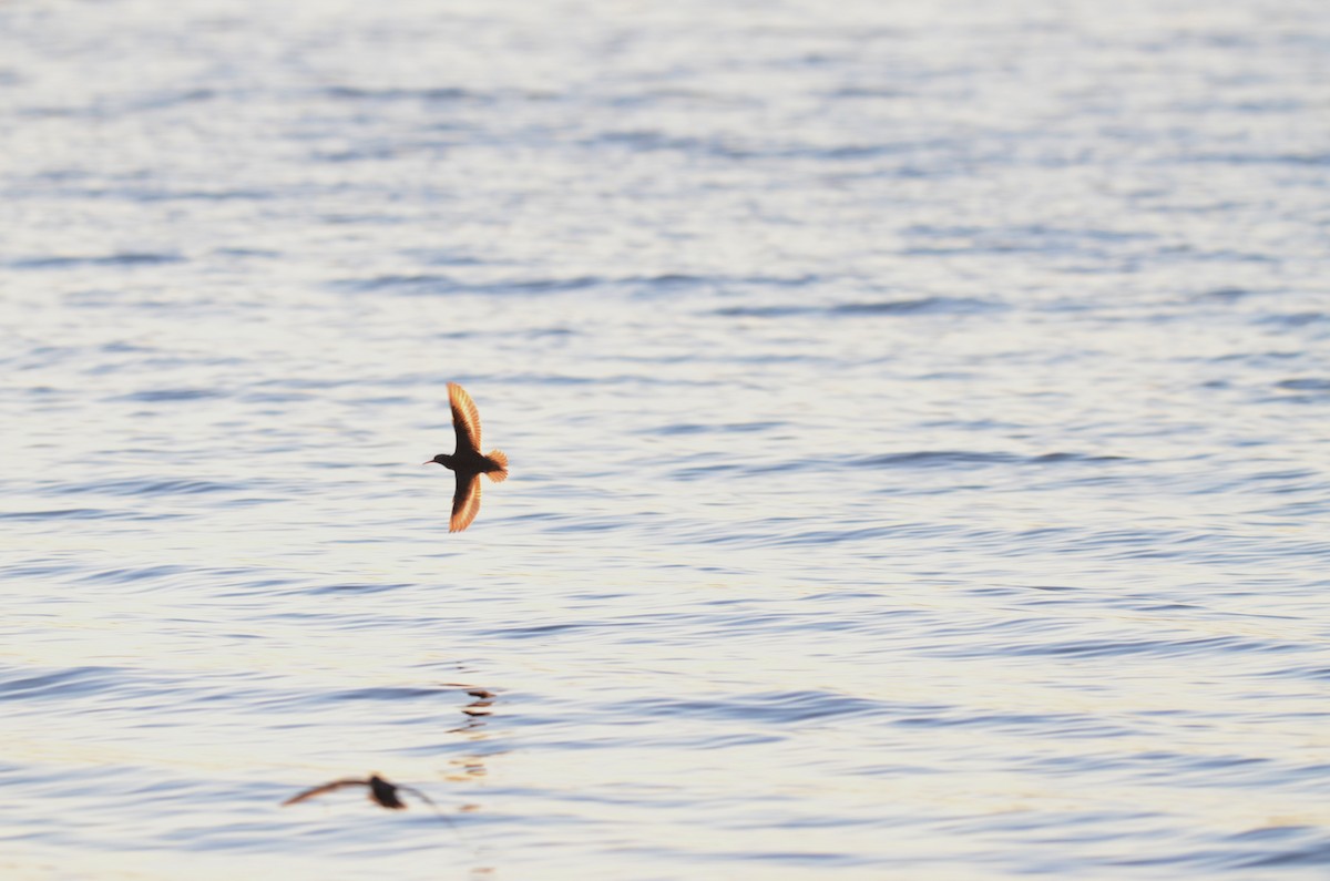 Spotted Sandpiper - ML617806580