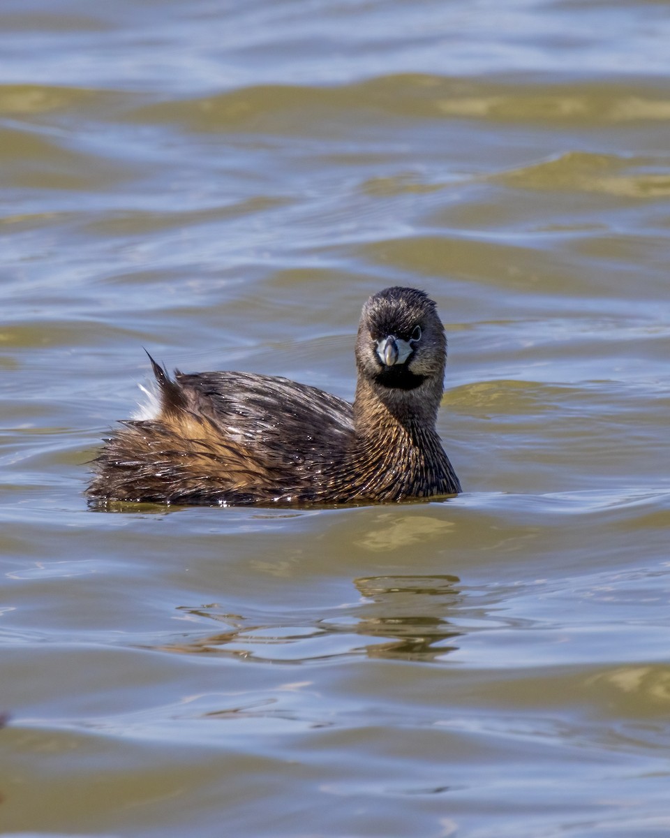 Pied-billed Grebe - Mary Louise