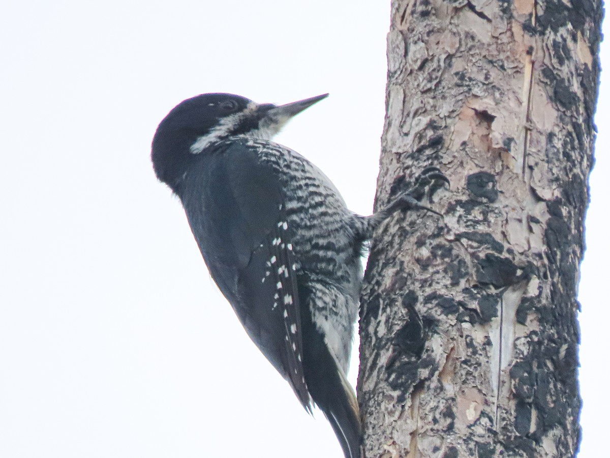 Black-backed Woodpecker - ML617806691