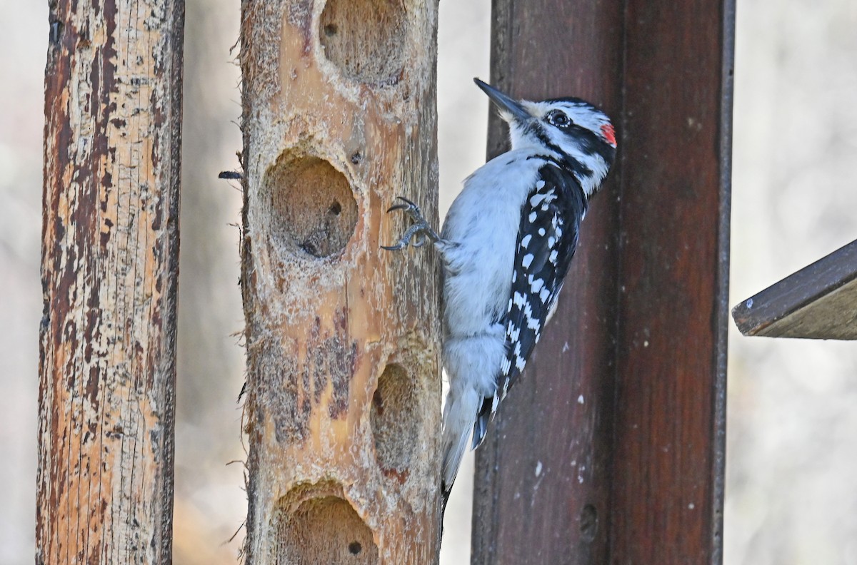 Hairy Woodpecker - ML617806731