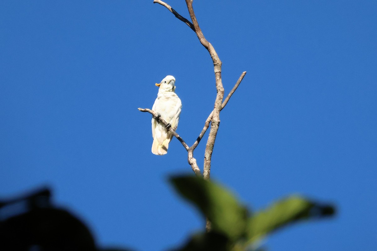 Citron-crested Cockatoo - ML617806742