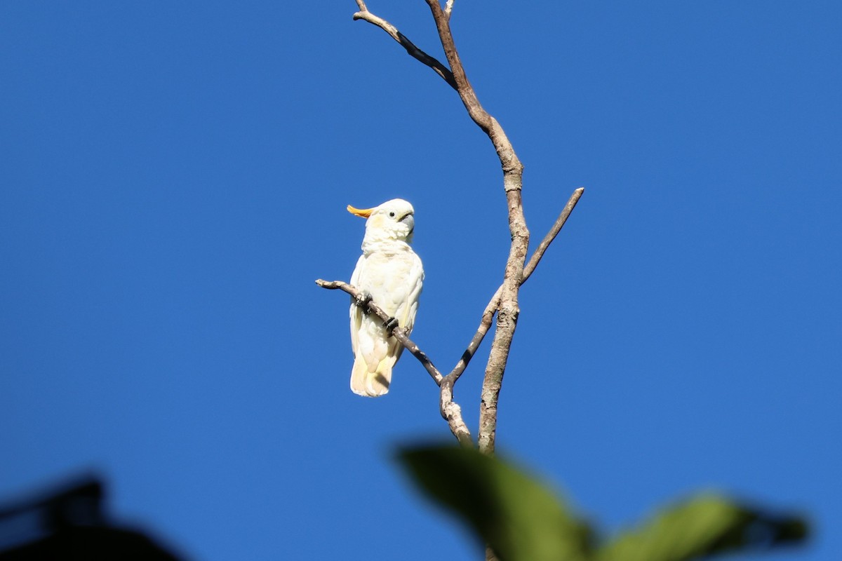 Citron-crested Cockatoo - ML617806743