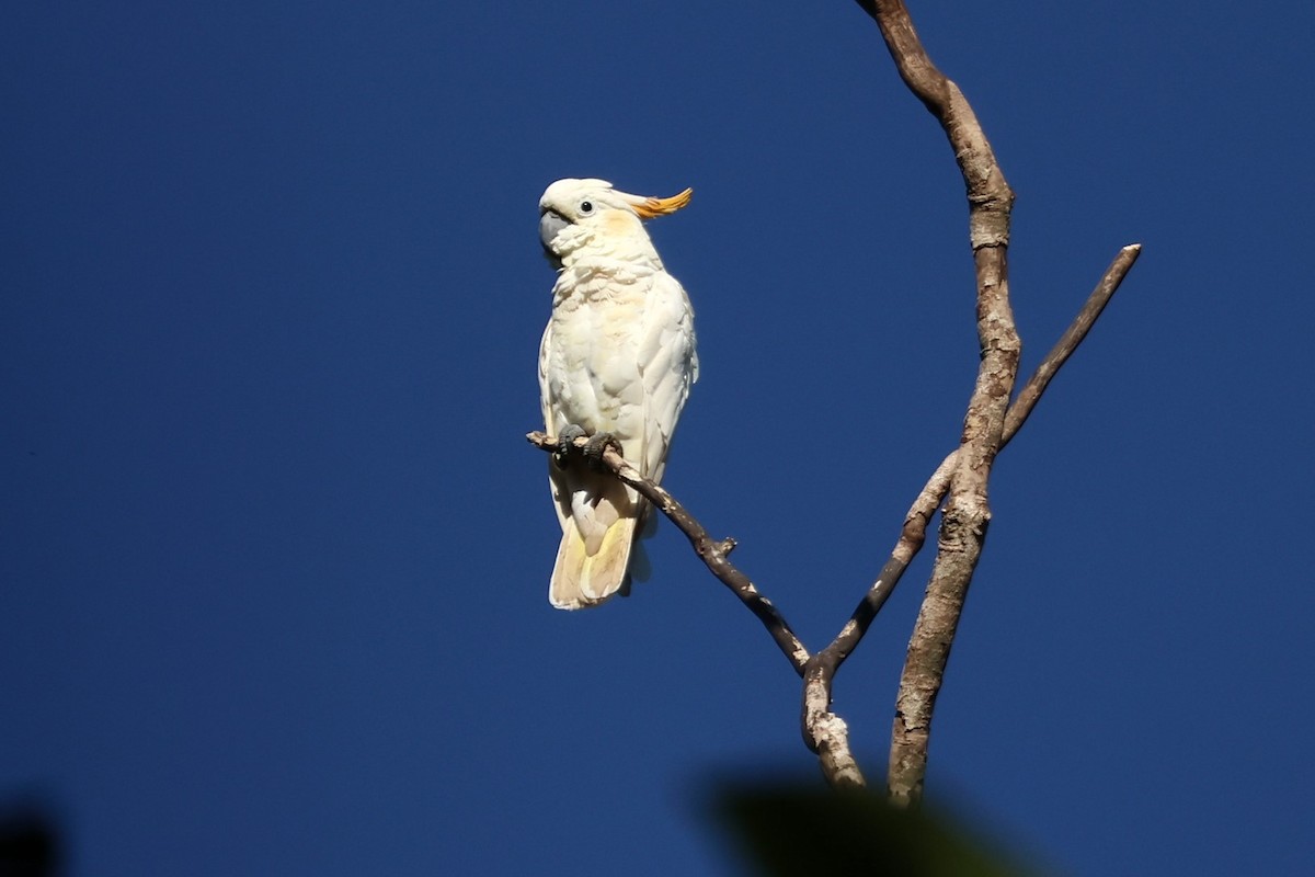 Citron-crested Cockatoo - 瑞珍 楊