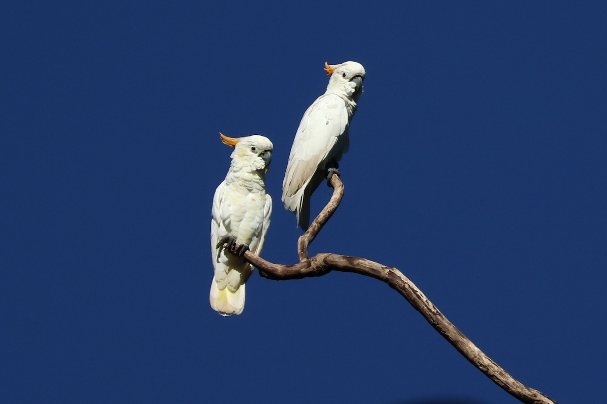 Citron-crested Cockatoo - ML617806745