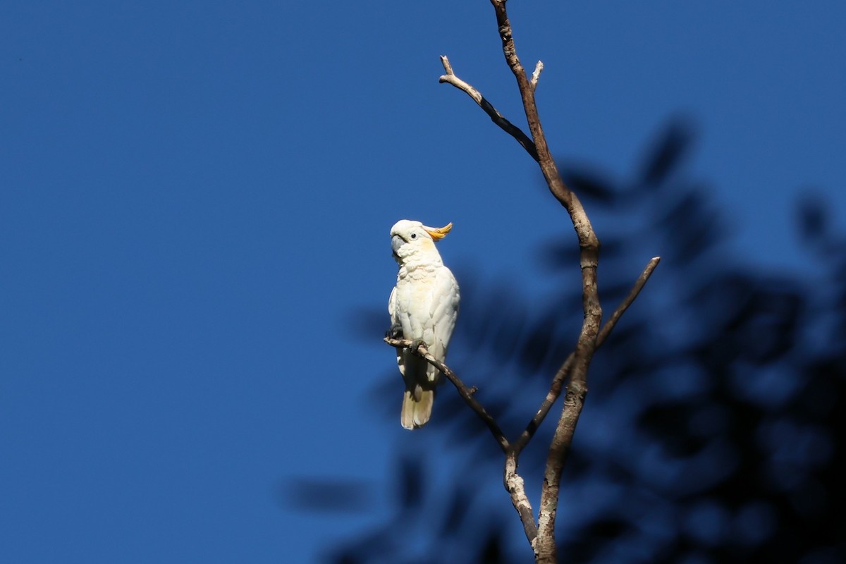 Citron-crested Cockatoo - ML617806746