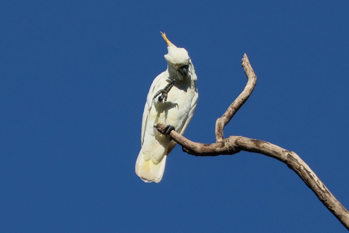 Citron-crested Cockatoo - ML617806747