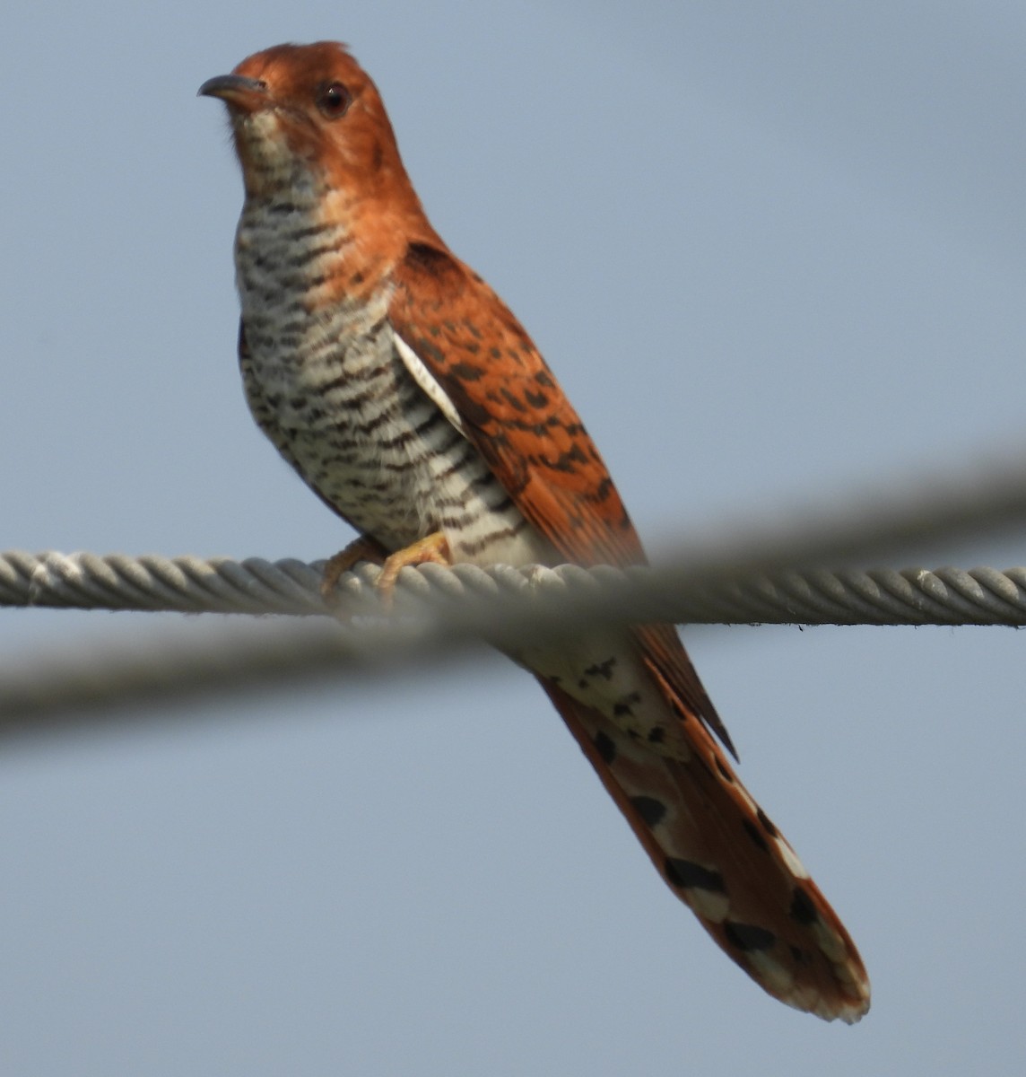 Gray-bellied Cuckoo - ML617806748