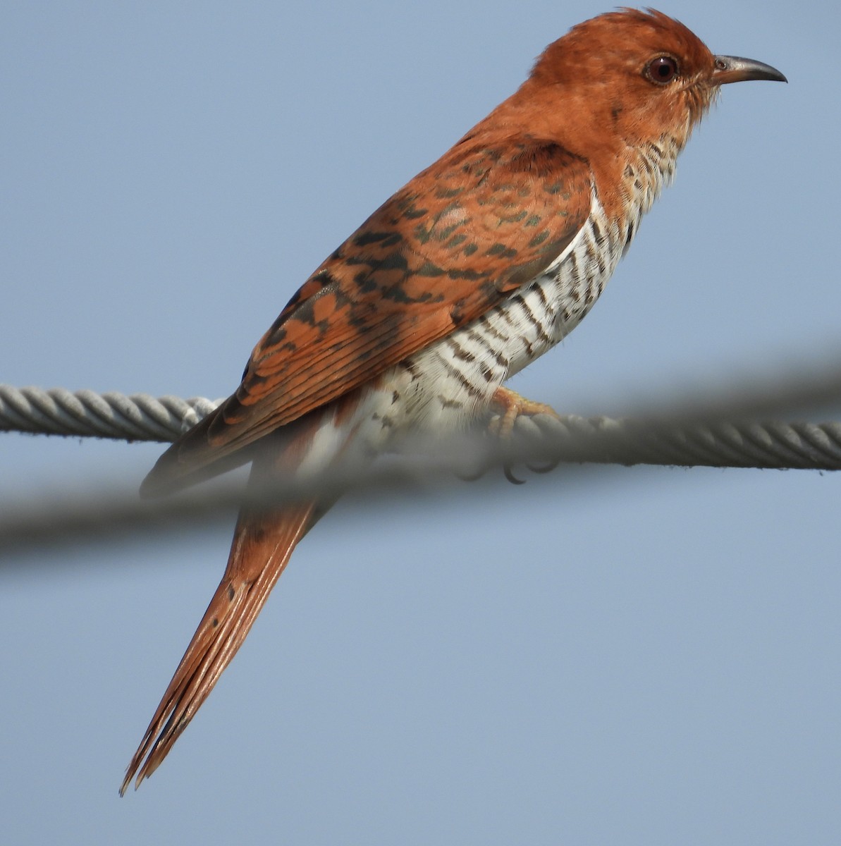 Gray-bellied Cuckoo - ML617806749