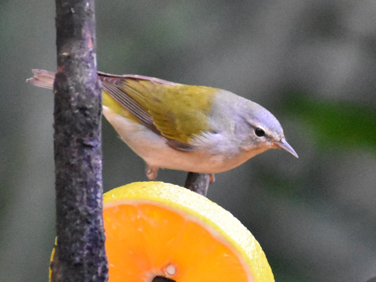 Tennessee Warbler - ML617806754