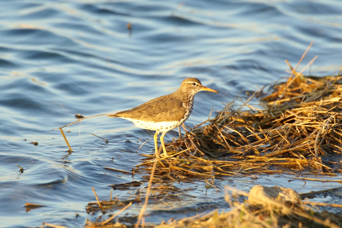 Spotted Sandpiper - ML617806768