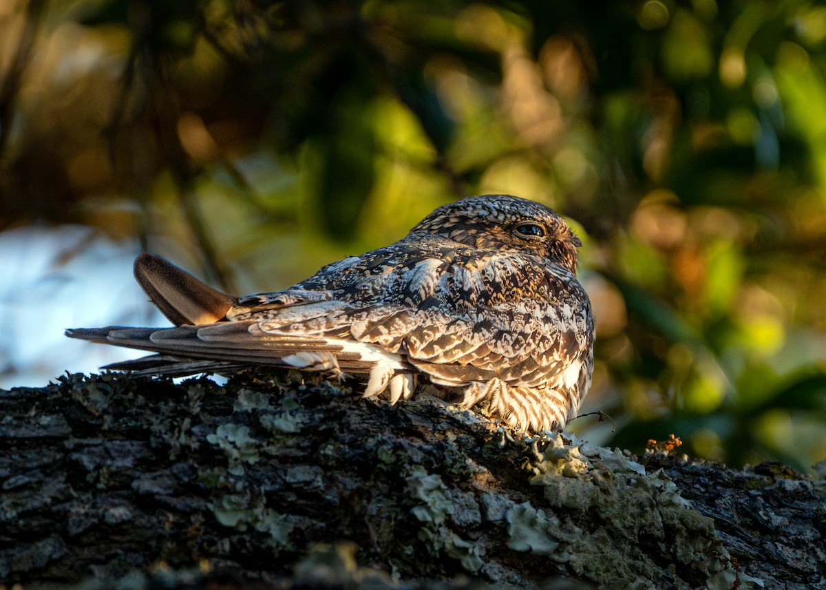 Common Nighthawk - Dori Eldridge