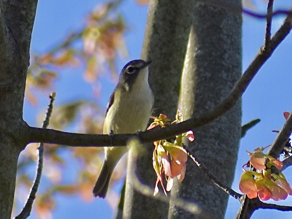 Mavi Başlı Vireo - ML617806855