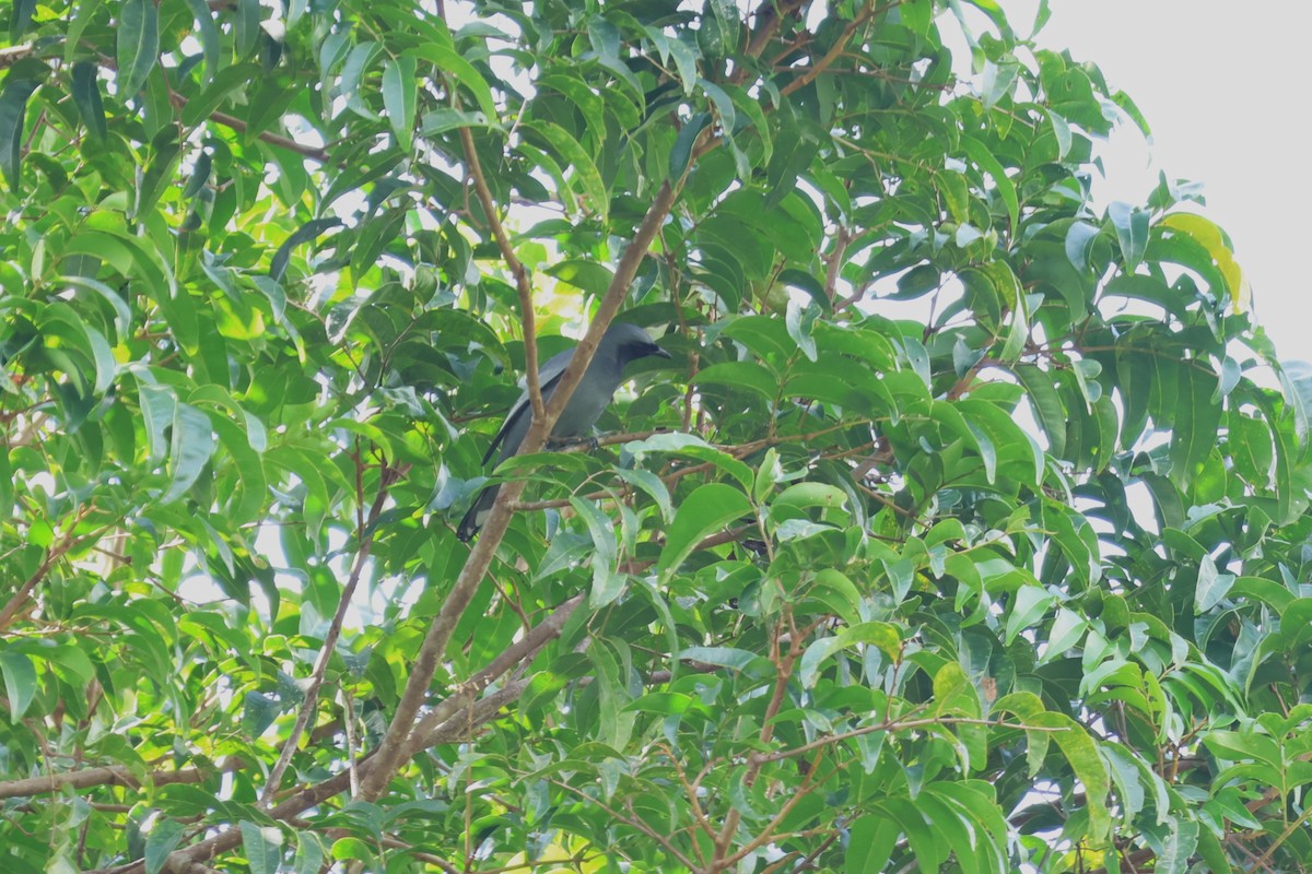 Pale-shouldered Cicadabird - 瑞珍 楊