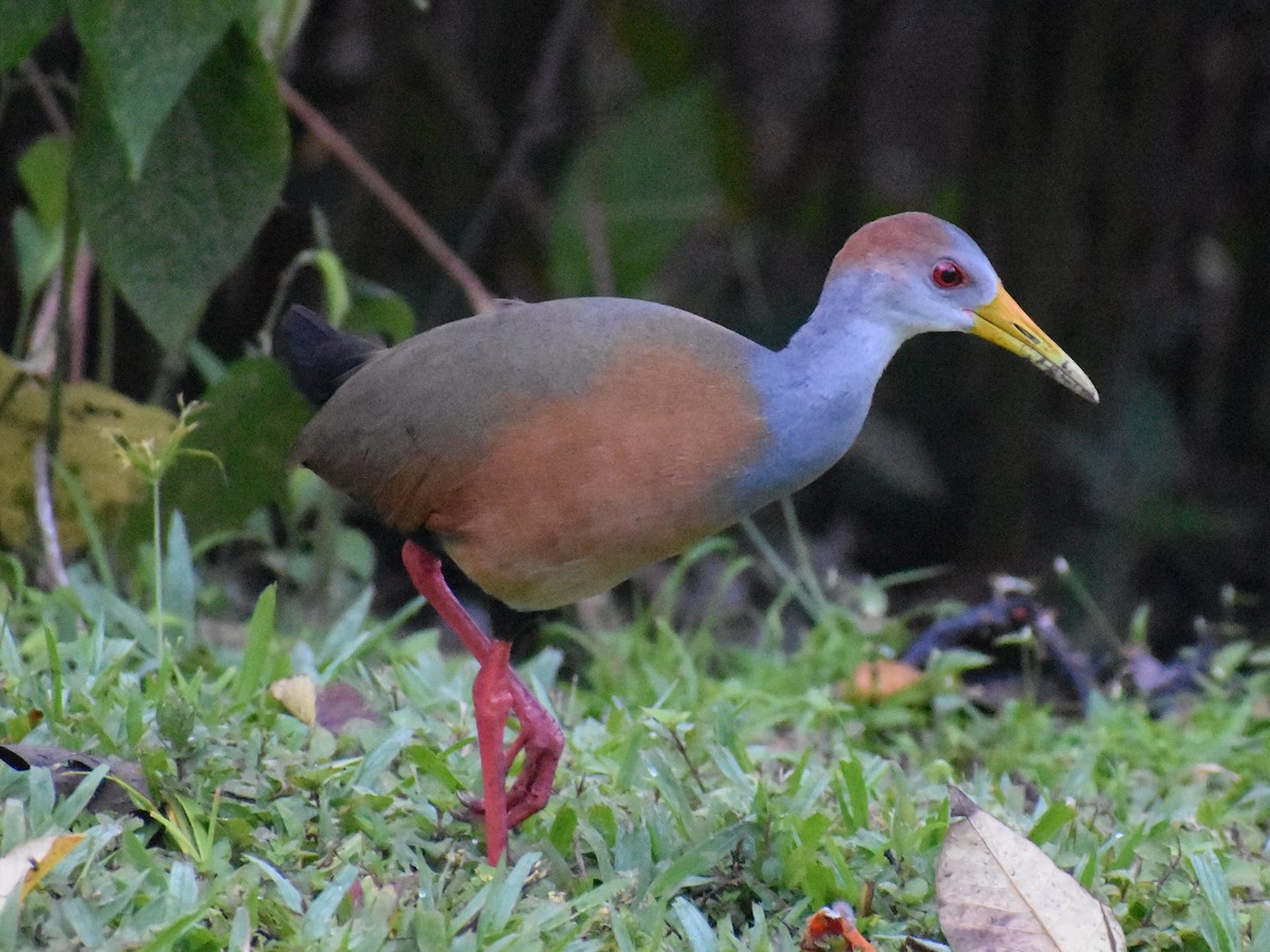 Russet-naped Wood-Rail - Tom Marvel