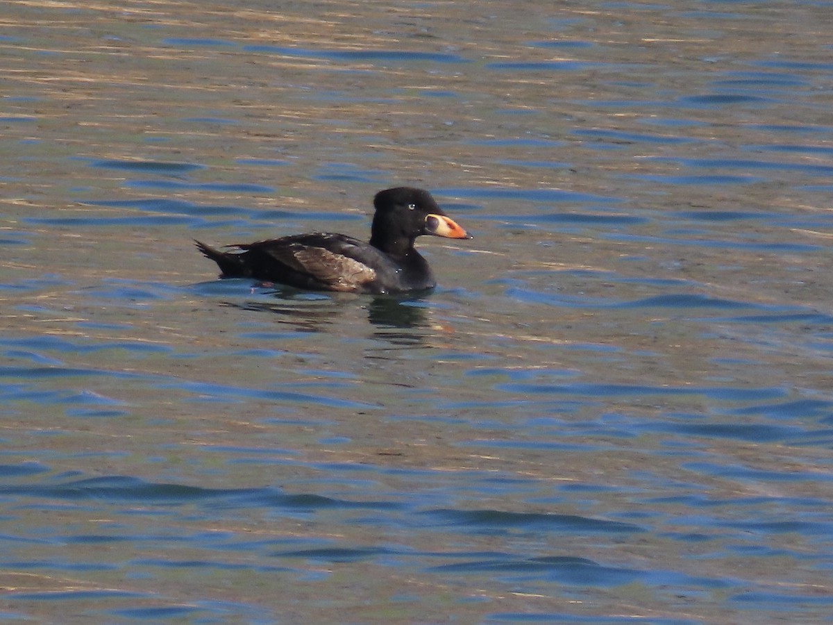 Surf Scoter - ML617806923