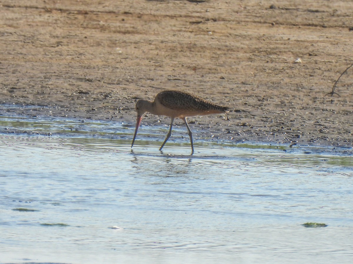 Marbled Godwit - ML617806927