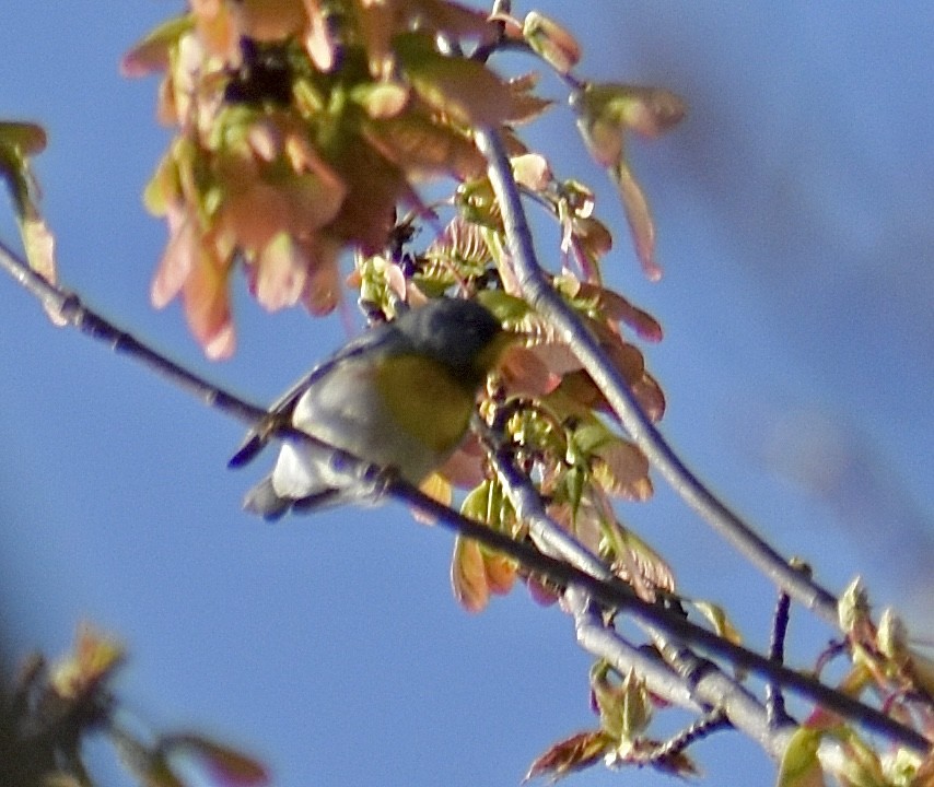 Paruline à collier - ML617806929