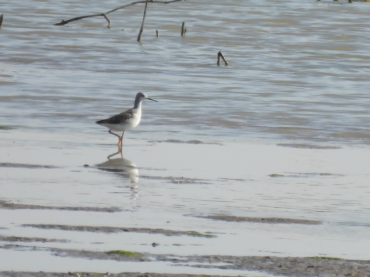 Wilson's Phalarope - ML617806934