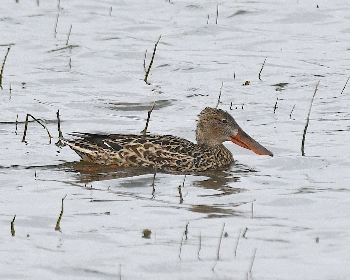 Northern Shoveler - ML617806952