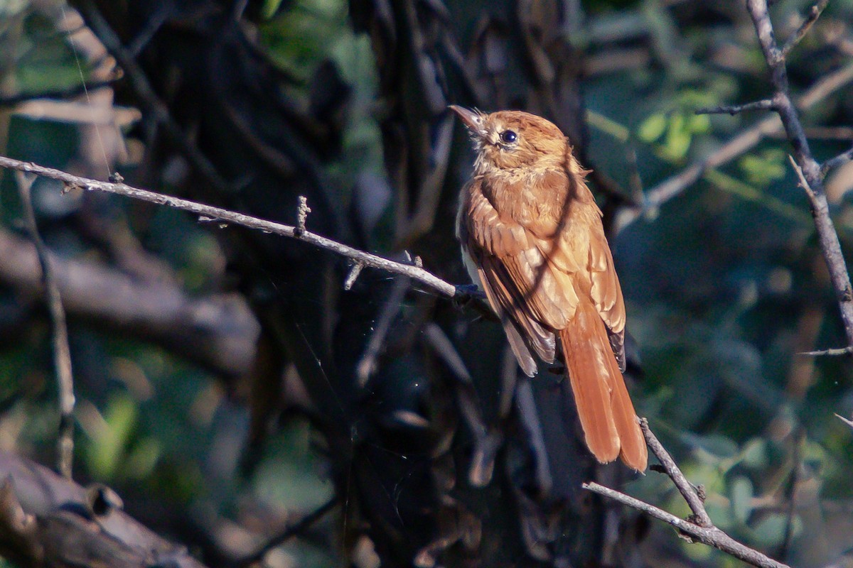 Rufous Casiornis - Diego  Rodríguez