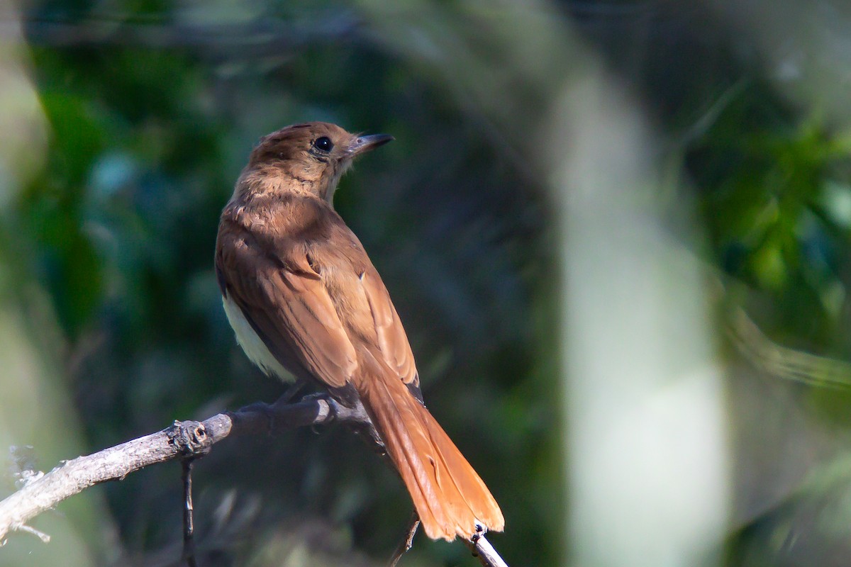 Rufous Casiornis - ML617806955