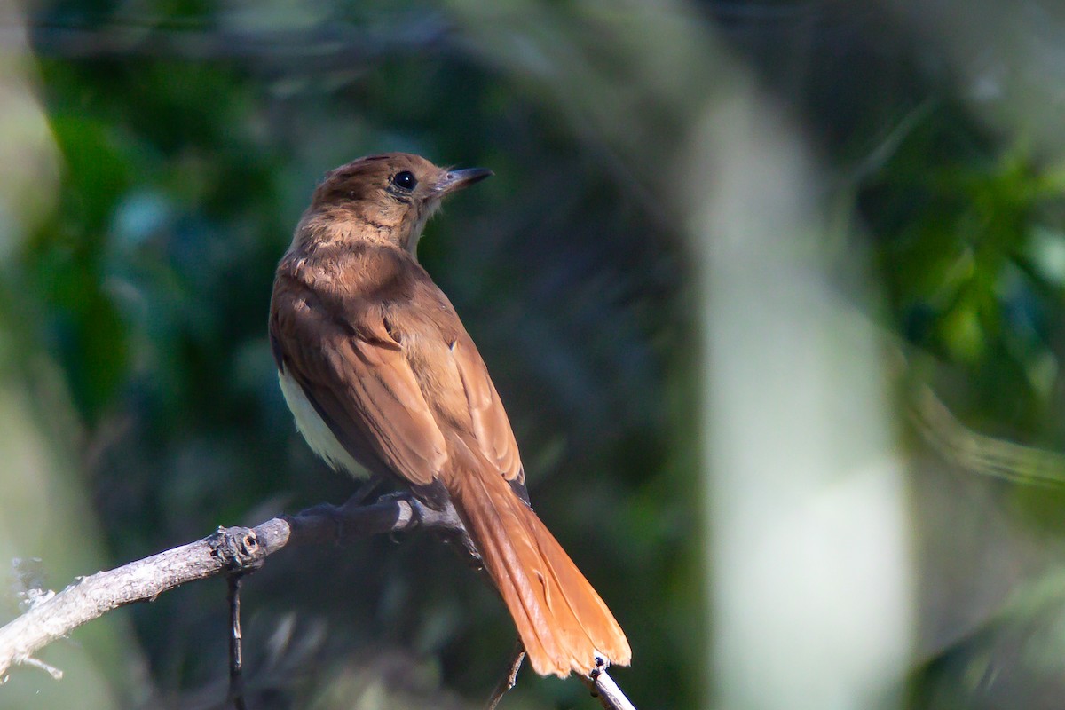 Rufous Casiornis - ML617806955