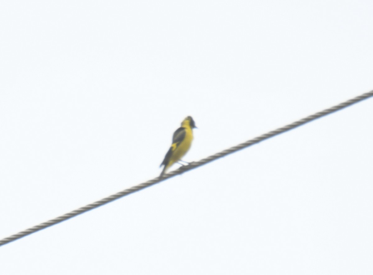 Black-headed Siskin - Leonardo Guzmán (Kingfisher Birdwatching Nuevo León)