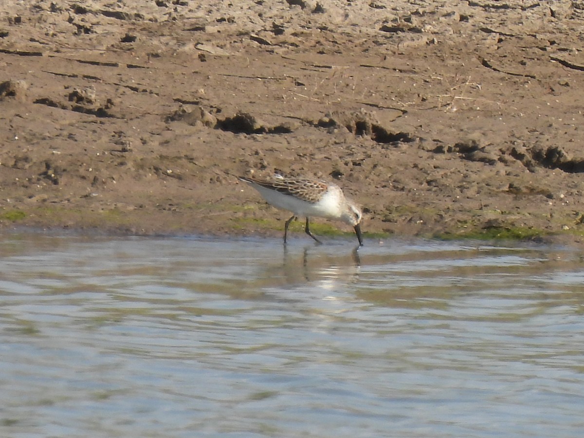 Western Sandpiper - ML617806970