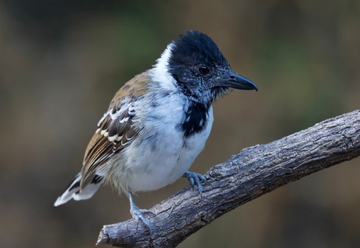 Collared Antshrike - ML617806979