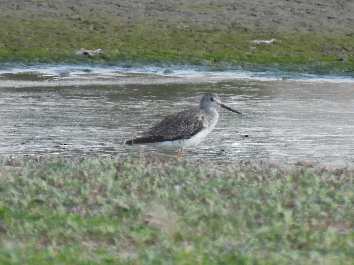 Greater Yellowlegs - ML617806981