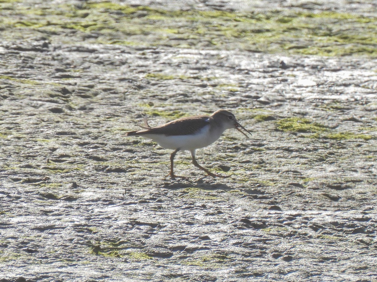 Spotted Sandpiper - ML617806990