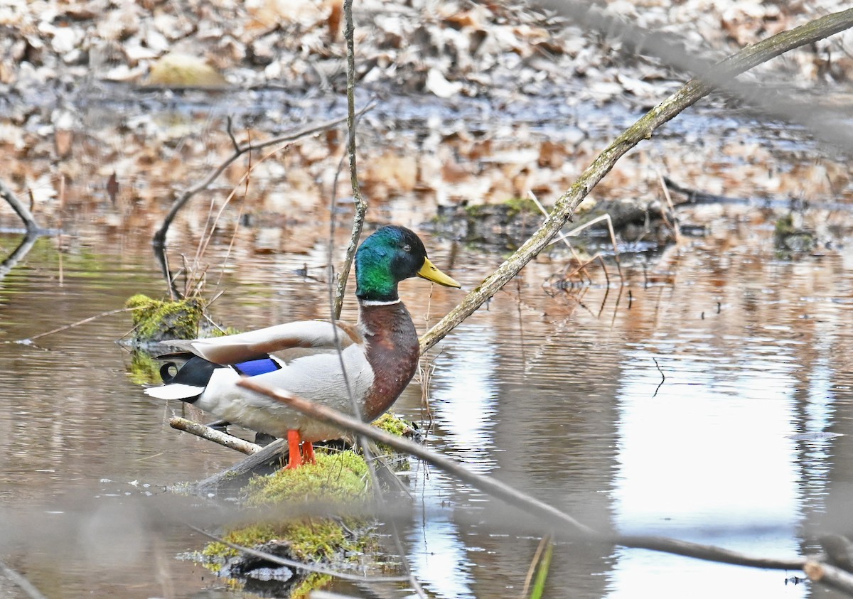 Mallard - Anonymous