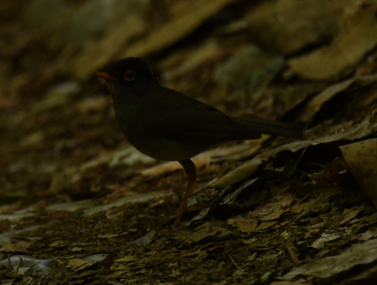 Black-headed Nightingale-Thrush - Leonardo Guzmán (Kingfisher Birdwatching Nuevo León)