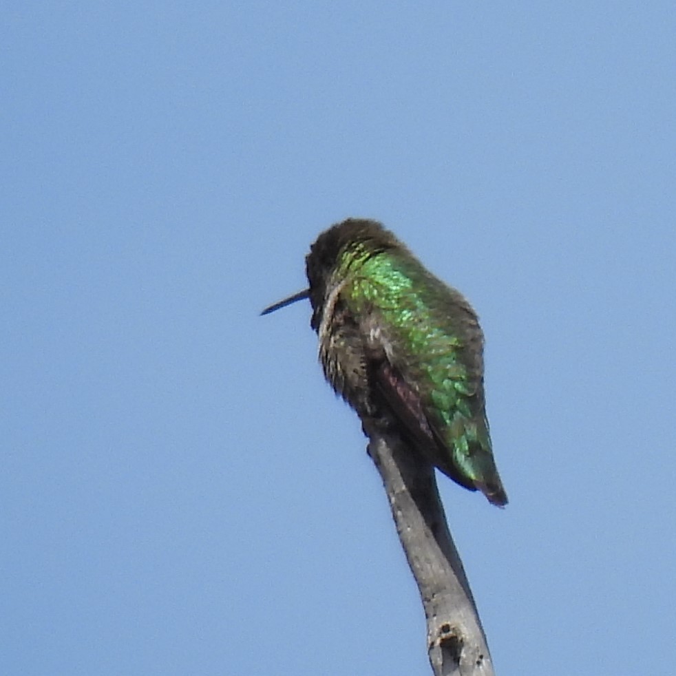 Anna's Hummingbird - ML617807010