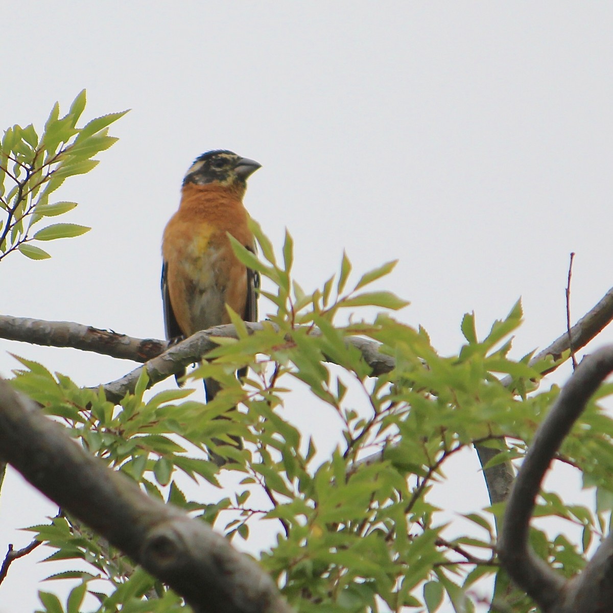 Black-headed Grosbeak - Anonymous