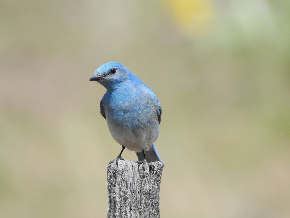 Mountain Bluebird - ML617807059