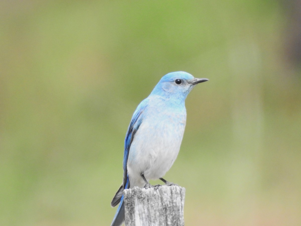 Mountain Bluebird - Darlene Cancelliere