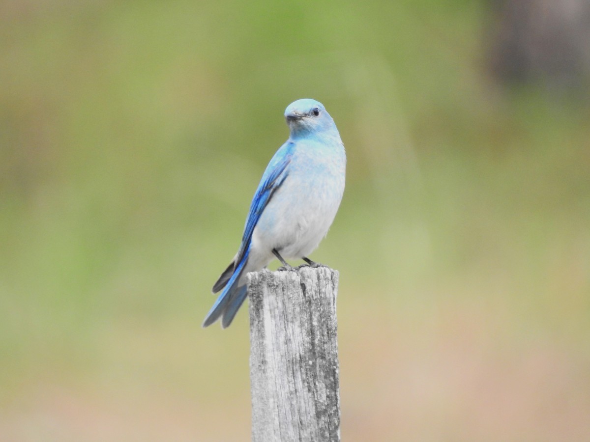 Mountain Bluebird - ML617807061