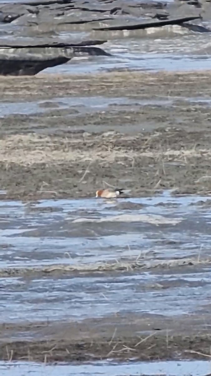 Eurasian Wigeon - ML617807073