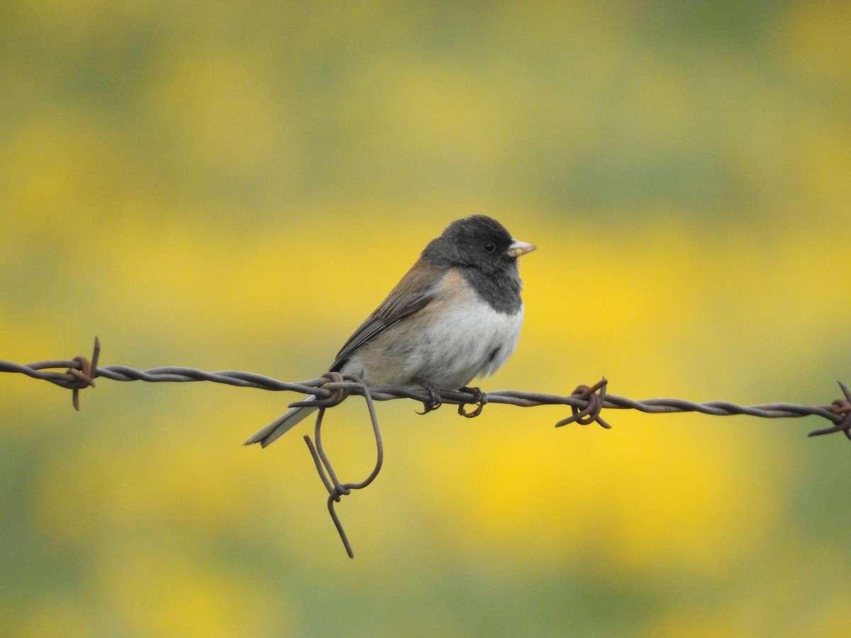 Junco Ojioscuro - ML617807086