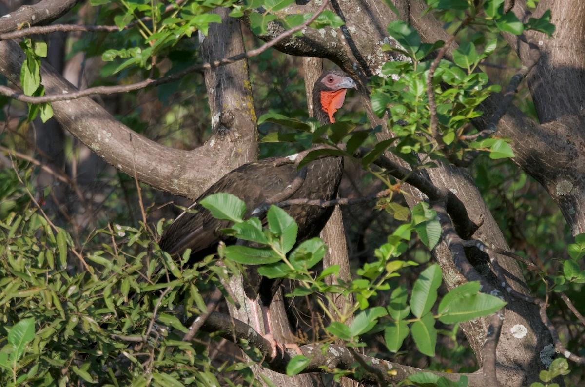 White-winged Guan - ML617807162