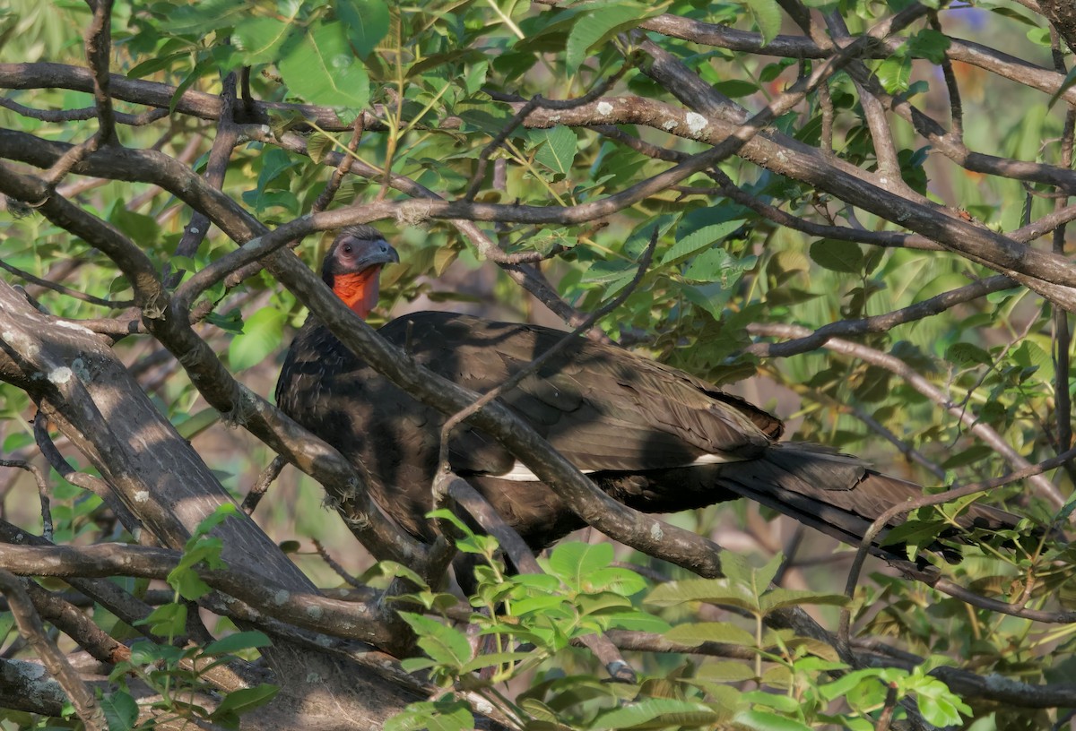 White-winged Guan - ML617807163